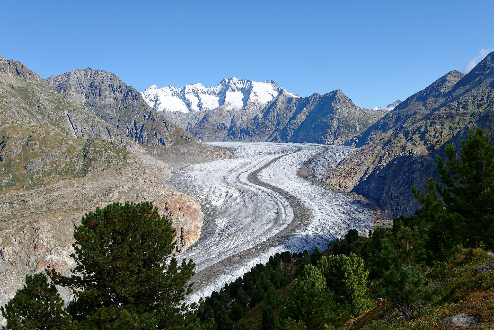 Glacier d'Aletsch vu depuis la forêt d'arolles