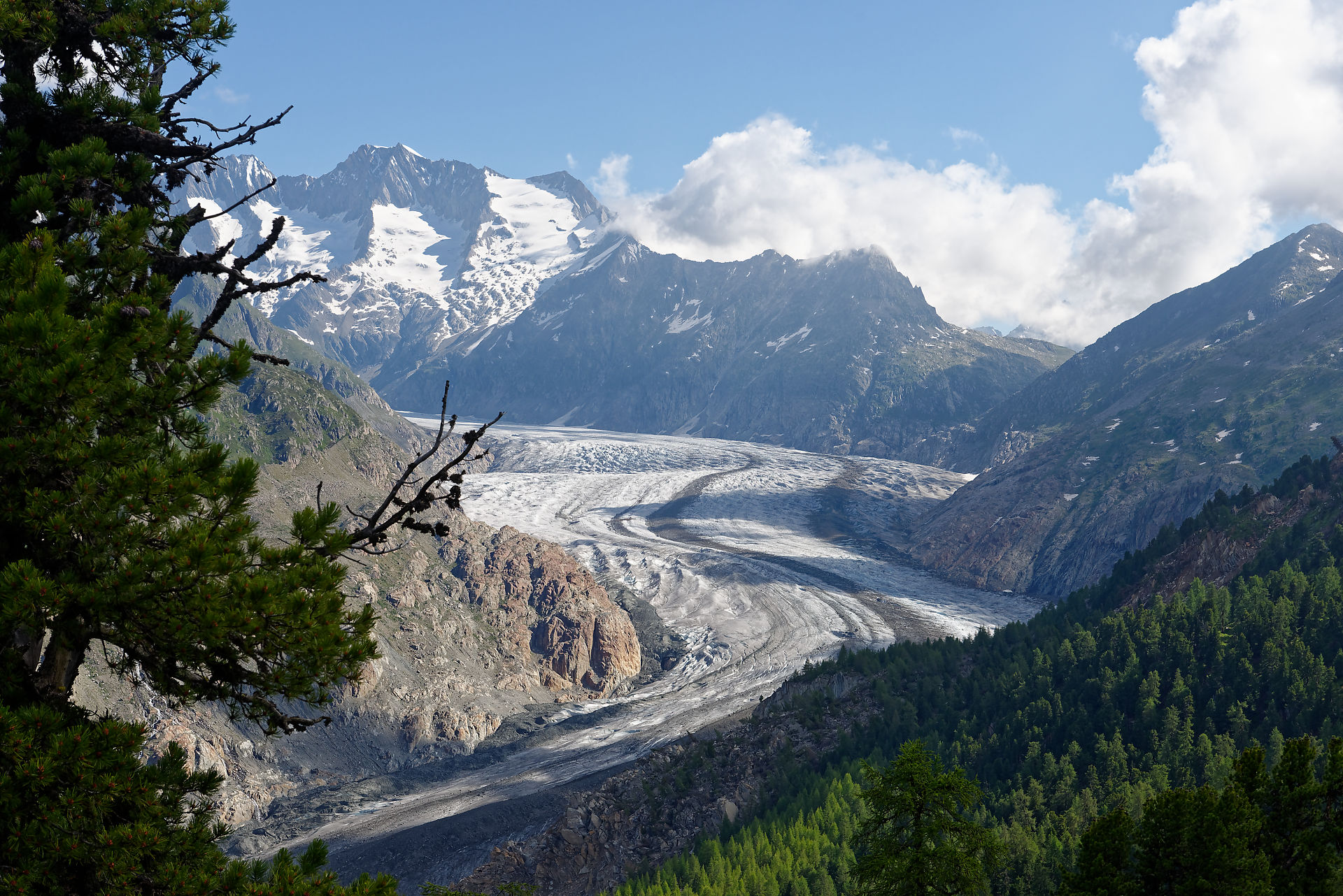 Glacier d'Aletsch et forêt d'arolles