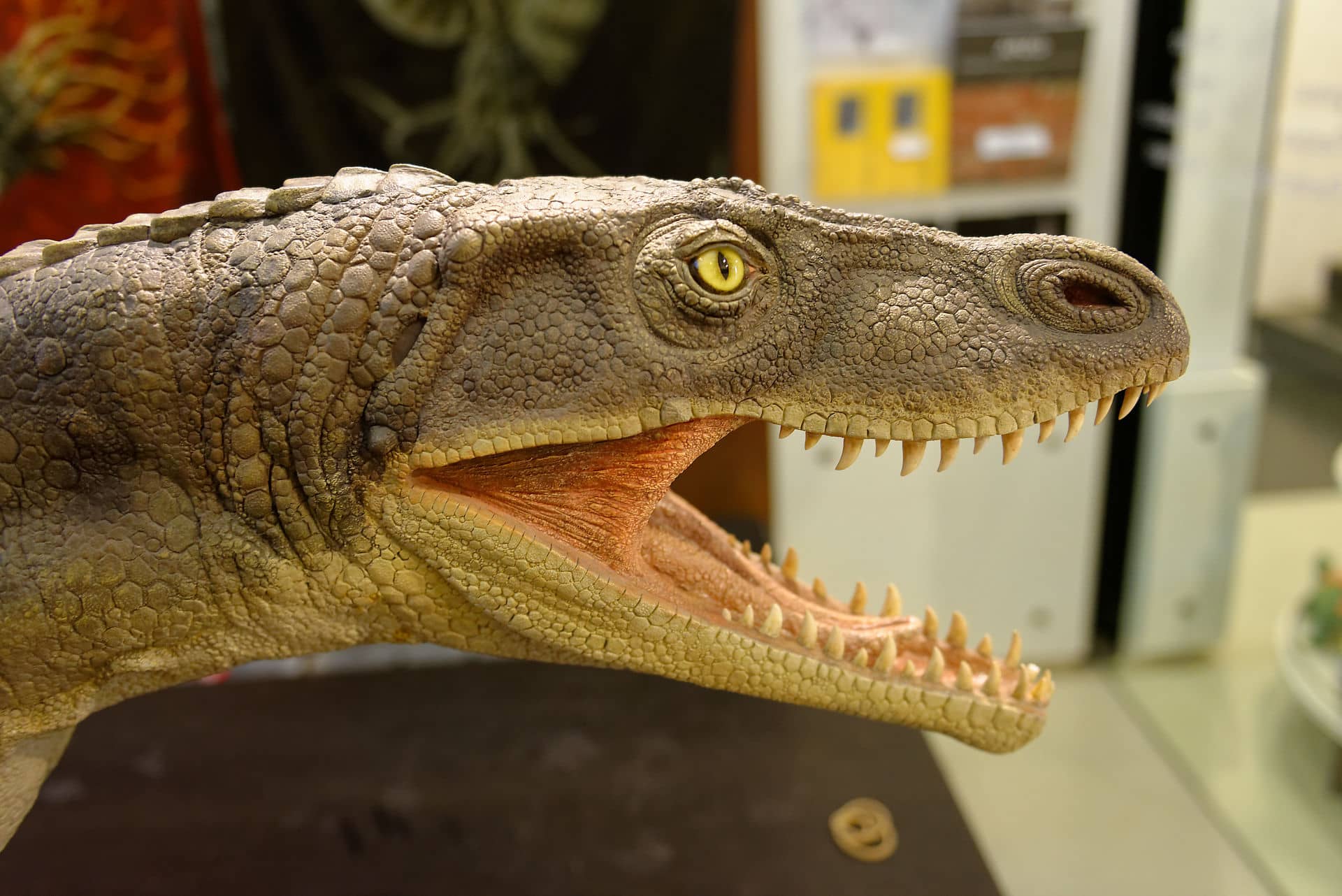 Archosaure au musée des fossiles de Meride