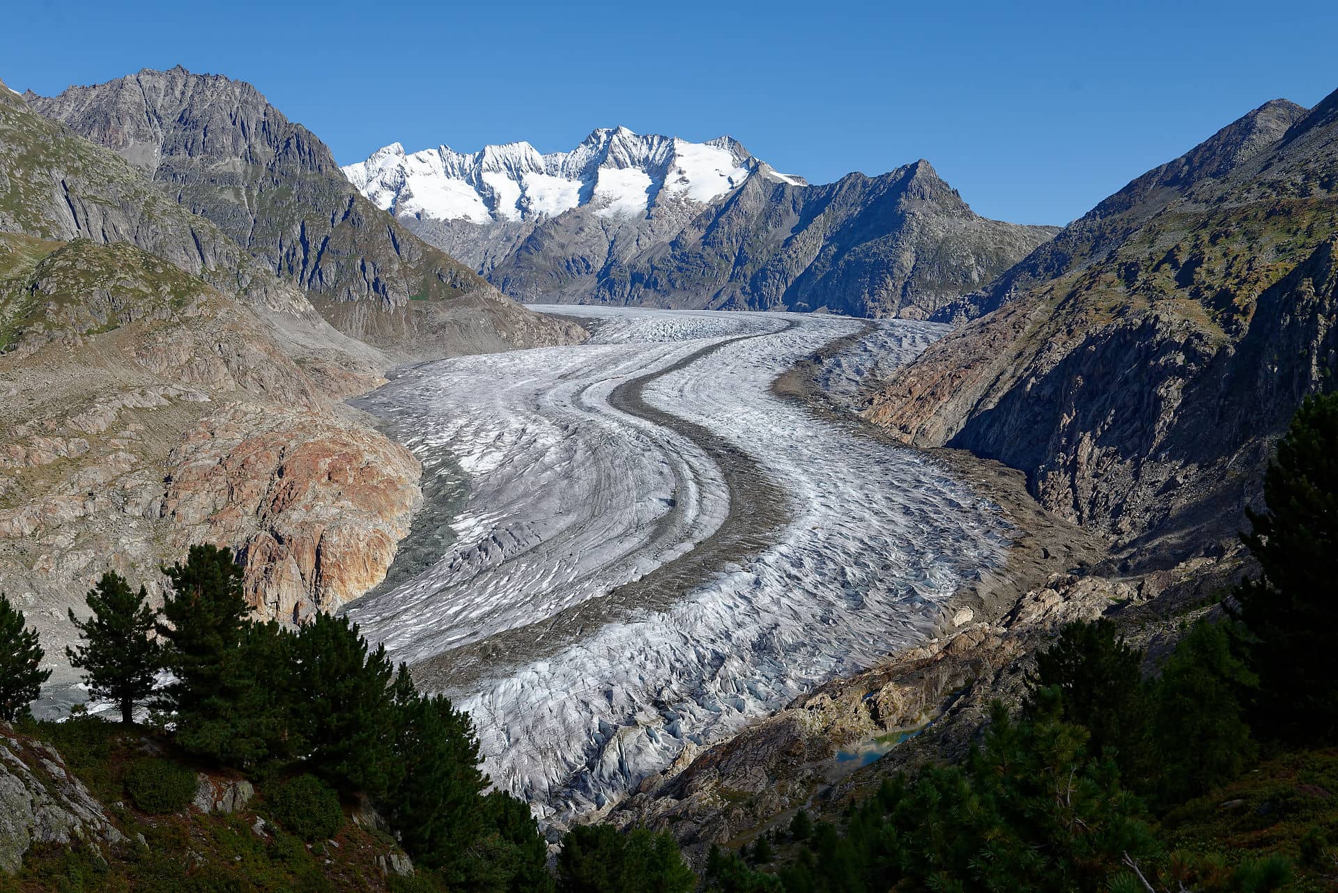 Le glacier d'Aletsch vu de la forêt d'arolles