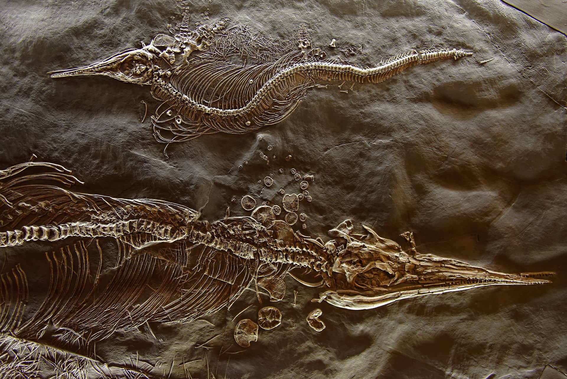 Fossiles au musée de Meride