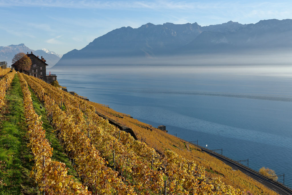 Vignoble de Lavaux en automne avec le Léman et les Alpes