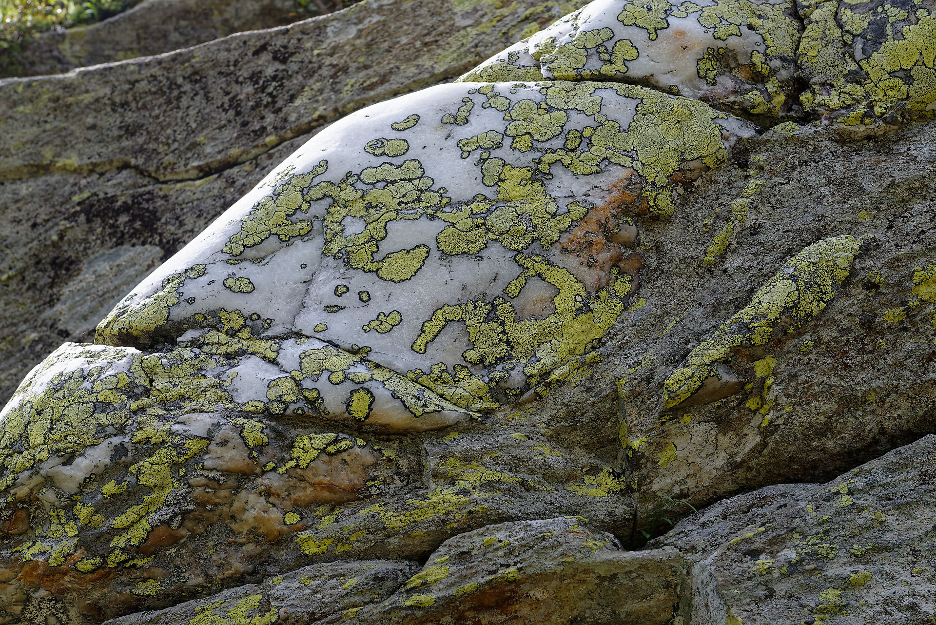 Veine de quartz et lichens