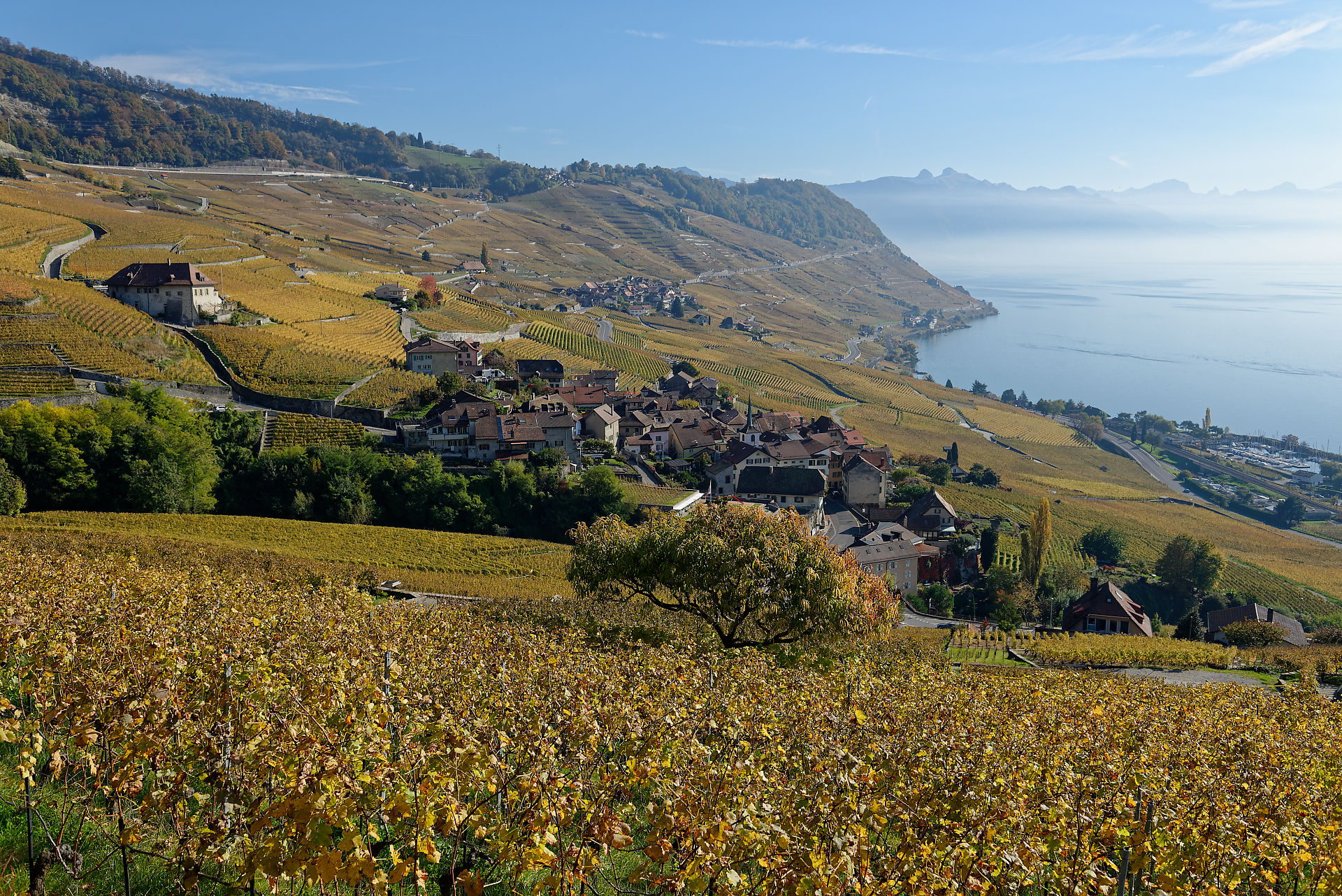 Vignoble de Lavaux en automne, avec le Léman et les Alpes